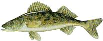 walleye1.gif (7002 bytes)